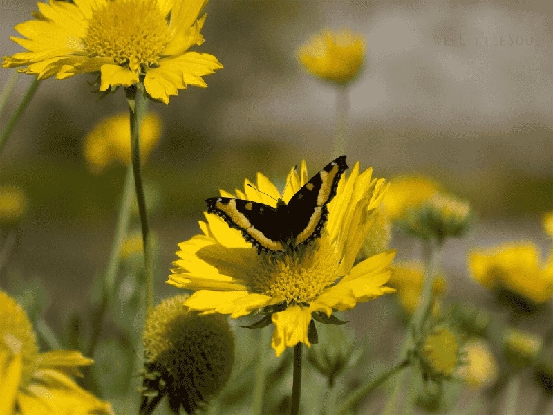李先生夫妇成功案例